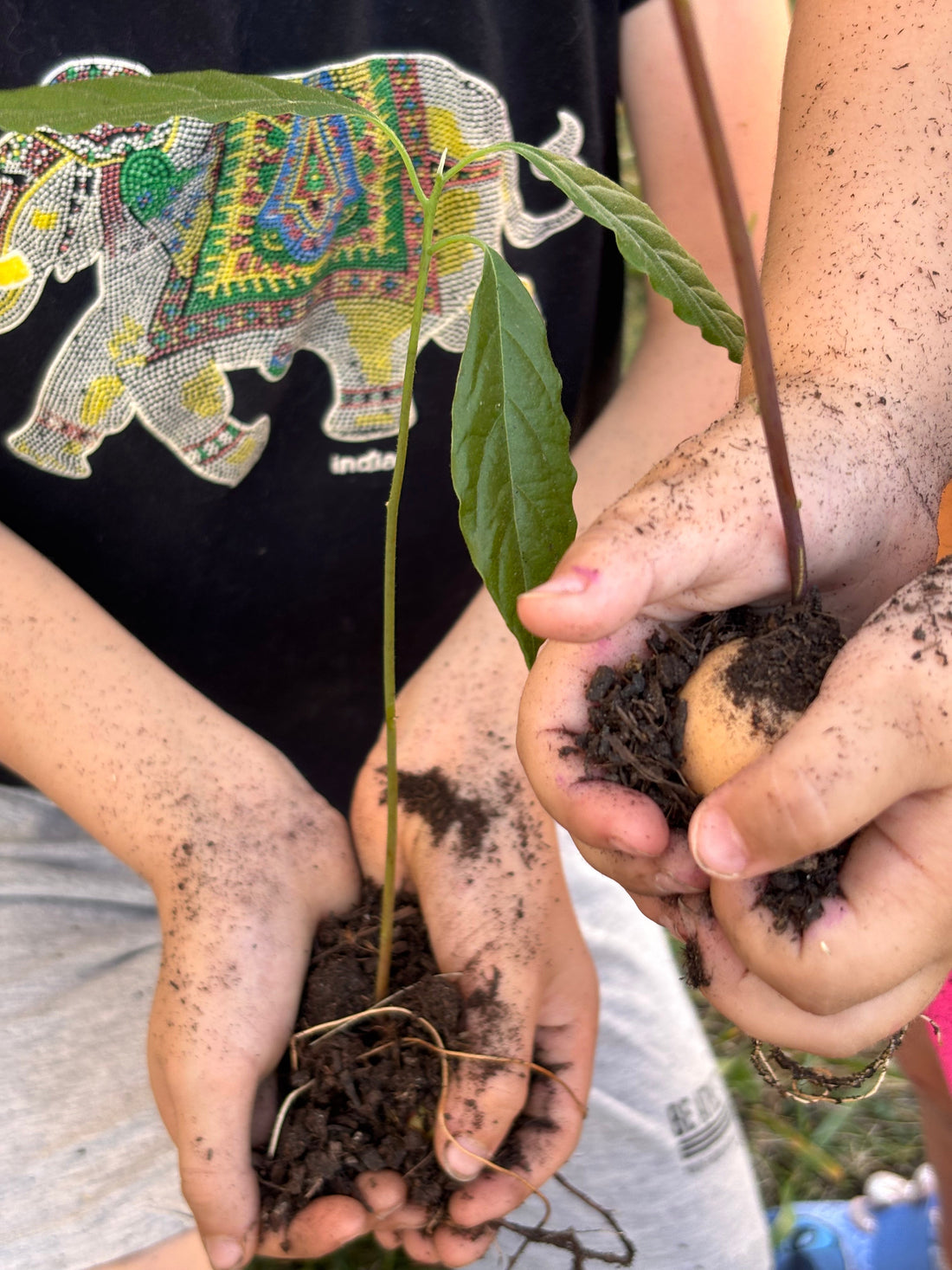 “Replanter l’avenir, une graine à la fois” Un arbre pour demain : notre nouveau projet de reforestation locale